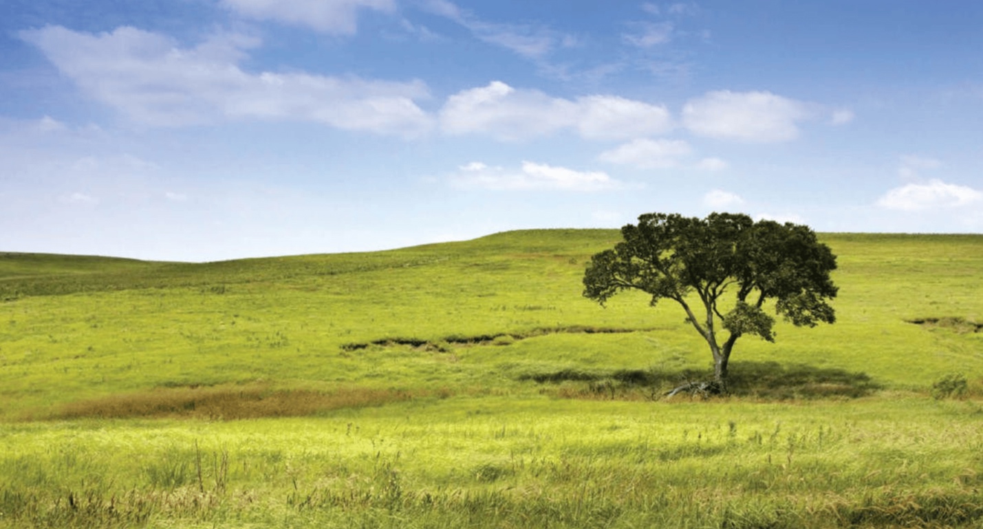 Green prairie landscape with a lone tree