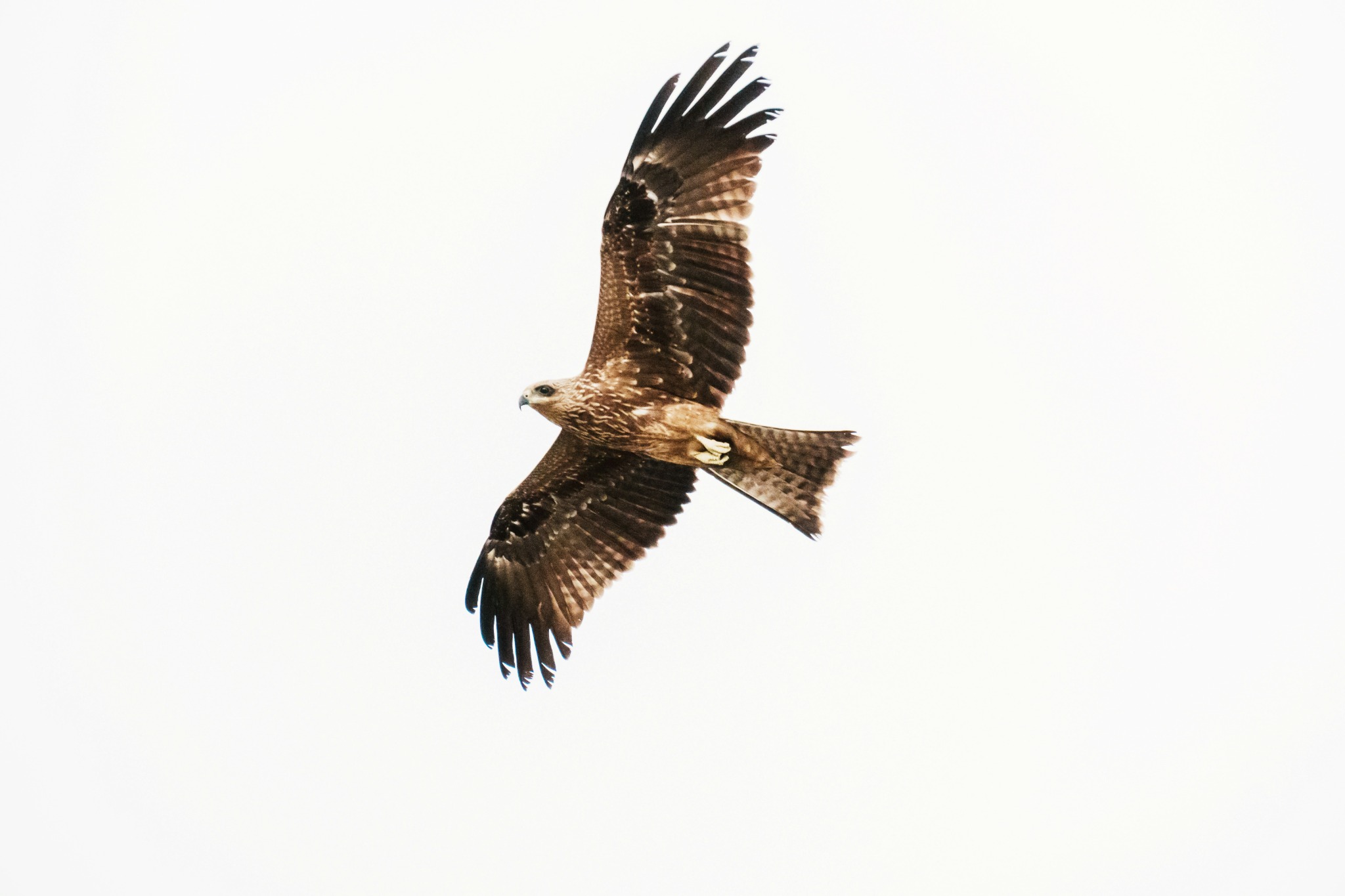 A black kite in flight against a pale sky